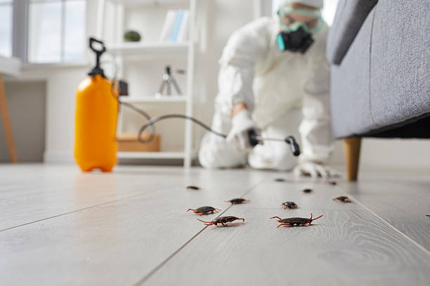 Affordable Termite Control solutions in McLouth, KS